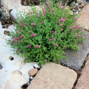Pink Skullcap Scutellaria suffrutescens Live 1 Gallon Plant – Pink Flowers, Heat & Drought Tolerant