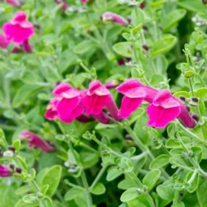 Pink Skullcap Scutellaria suffrutescens Live 1 Gallon Plant – Pink Flowers, Heat & Drought Tolerant