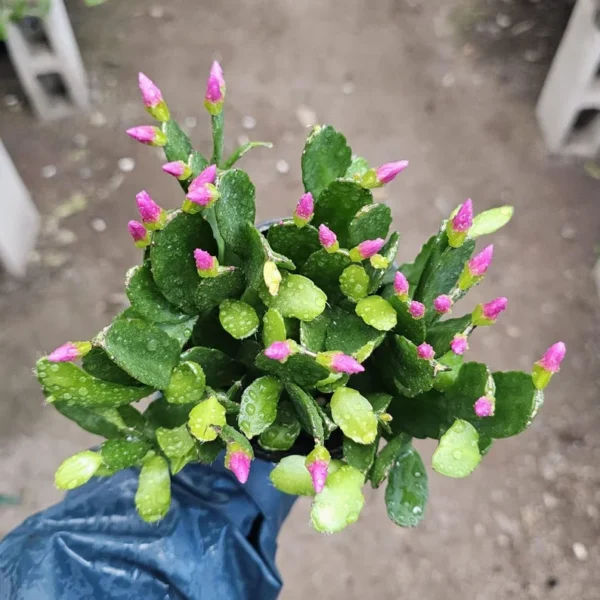 Pink Spring Cactus - Rhipsalidopsis gaertneri - Easter Cactus - Rooted Cuting