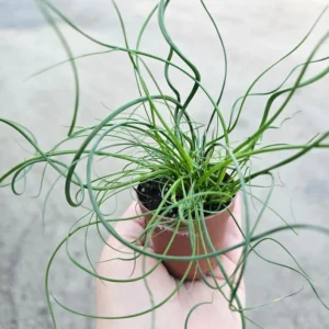 Corkscrew Rush - Juncus Spiralis - Unique Spiral Grass Plant - 4in Pot