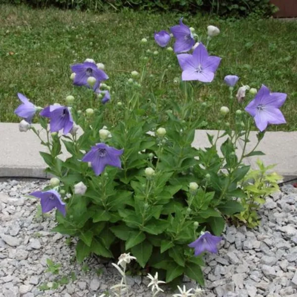 Platycodon 'Sentimental Blue' Balloon Flower - Perennial Starter Plant