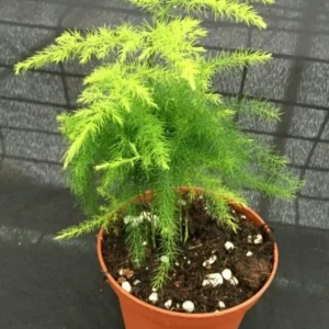 Plumosus Fern - Asparagus Fern - Rooted 3" Pot - Lush and Air-Purifying