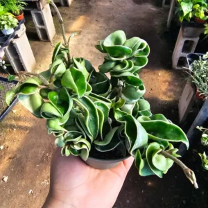 Hindu Rope Hoya Live Plant Variegated - Beautiful Variegated Rope Plant - Rooted Cutting