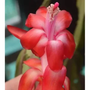 2 Red Christmas Cactus Live Plants 4-6 Inches Schlumbergera Holiday Blooms