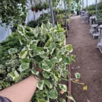 Pothos N'Joy - Epipremnum aureum - 6in Pot - Lush Green Vine