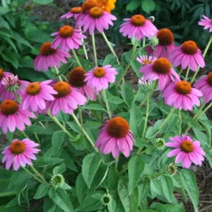 Purple Coneflower 1 Gallon Live Plant – Lavender Echinacea purpurea, Drought Tolerant Perennial