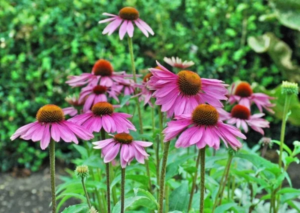 Purple Coneflower Echinacea purpurea 4 Inch Tall Live Plant – Lavender Flowers, Perennial