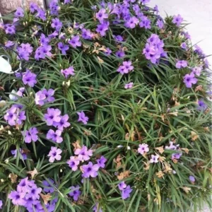 Purple Dwarf Mexican Petunia Katie Ruellia Plant – 1 Gallon Perennial Ground Cover, Purple Flowers, Full Sun, Low Water Use