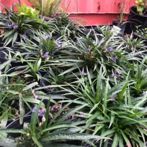 Purple Dwarf Mexican Petunia Katie Ruellia Plant – 1 Gallon Perennial Ground Cover, Purple Flowers, Full Sun, Low Water Use