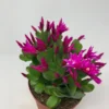 Purple Easter Cactus Plant 3.5" Pot Rhipsalidopsis Hatiora Spring Cactus