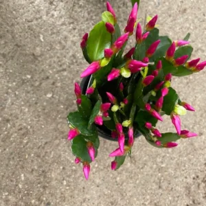 Purple Easter Cactus Plant 3.5