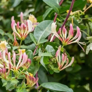 Purple Honeysuckle 1 Gallon Live Plant – Fragrant Flowers, Climbing Vine