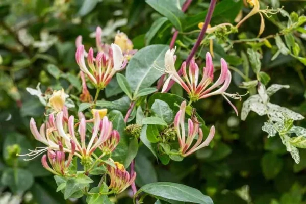 Purple Honeysuckle 1 Gallon Live Plant – Fragrant Flowers, Climbing Vine