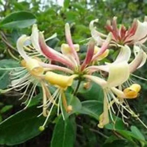 Purple Honeysuckle 1 Gallon Live Plant – Fragrant Flowers, Climbing Vine