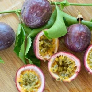 Purple Passion Fruit Plant - Passion Vine - 8-10 Inch Tall - 4 Inch Pot