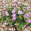 Purple Trailing Lantana Live 1 Gallon Plant – Low Maintenance, Purple Blooms, Ground Cover