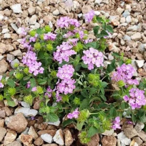 Purple Trailing Lantana Live 1 Gallon Plant – Low Maintenance, Purple Blooms, Ground Cover