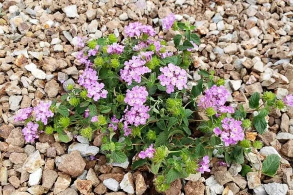 Purple Trailing Lantana Live 1 Gallon Plant – Low Maintenance, Purple Blooms, Ground Cover