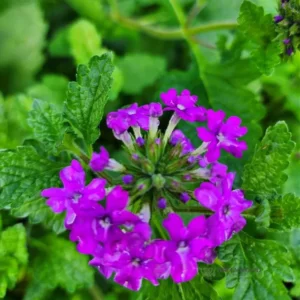 Purple Verbena Starter Plants - Set of 2 - 4-9" Tall -Verbena Bonariensis Plants- Moss Verbena