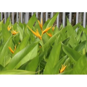 4 Gold Bird of Paradise Rhizomes - 10 Inch Tall Bare Roots, Yellow Strelitzia Reginae Plant