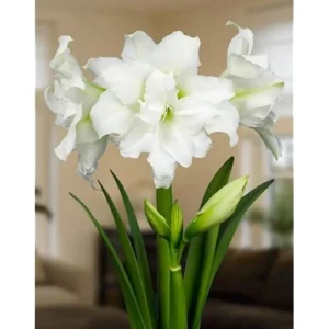 Double White Amaryllis Bulb - 30-36 Cm - White Blooming Large Fragrant Flowers