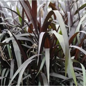 Black Fountain Grass Live Plant - 8 to 12 Inch Tall Ornamental Outdoor Grass