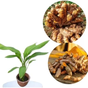 Fresh Turmeric Roots - 4 Lbs Wild Yellow Turmeric Tubers - Ready to Plant