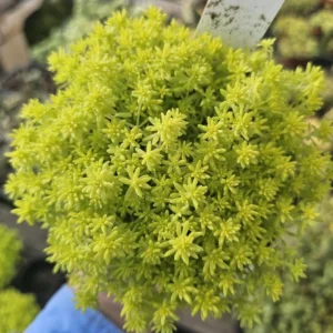 Gold Dust Sedum - Tokyo Sun - 2in Pot - Vibrant Succulent