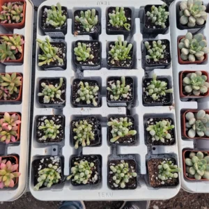 Baby Toes Succulent - Fenestraria rhopalophylla 2in Pot - Rare Plant