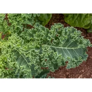 3 Dwarf Blue Curled Kale Plants - 4-Inch Pot - Live Vegetable Plants