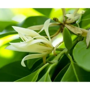 White Champaca Live Plant - 2 to 3 Feet - Magnolia Champaca in 3 Gallon Pot