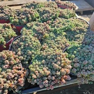 Sedum dasyphyllum - 2in Pot - Drought-Tolerant Hardy Succulent