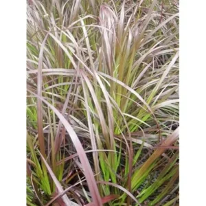 2 Live Red Purple Fountain Grass in 6 Inch Pot, Purple Ornamental Grass, 8 to 12 Inch Tall, Ready to Grow