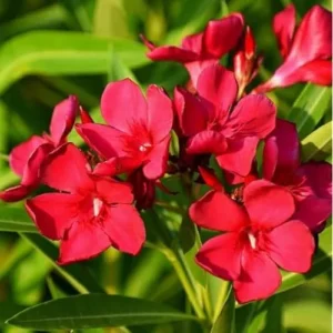 Live Oleander Red Plant - Hardy Oleander Shrub - Red Blooming Flowers