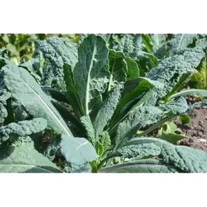 3 Kale Plants - Live Blue Kale Vegetable Plant for Planting, 4 to 6 Inch Tall in 4 Inch Pot