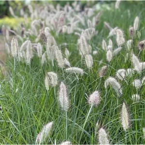 White Fountain Grass Plant 8-12 Inch Tall Ornamental Grass Ready to Grow