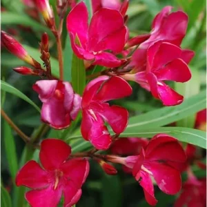 2 Live Oleander Red Plants, Red Blooming Flowers, Hardy Shrub