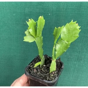 Holiday Cactus - Schlumbergera, 3 Inch Pot, Yellow Flowering Succulent