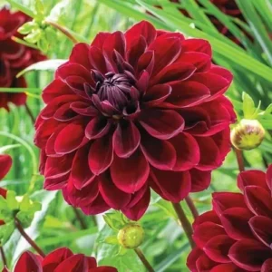 Arabian Night Dahlia Bulb - Large Decorative Blackish Red Dahlia Tuber