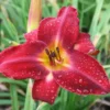 RED VOLUNTEER Daylily Root Fans - 3 Bare Root Plants - Red & Yellow Flowers
