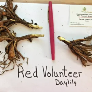 RED VOLUNTEER Daylily Root Fans - 3 Bare Root Plants - Red & Yellow Flowers