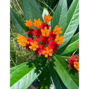 Red Milkweed Live Plants - Tropical Milkweed Flowers - Asclepias - 4-6 Inch Tall