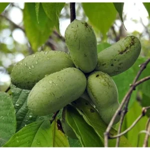 Pawpaw Tree Seedlings - 6 to 12 Inch Bare Root - Hardy and Fast-Growing