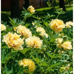 Double Yellow Peony Bulb - Large Root 2-3 Eyes - Bareroot Perennial