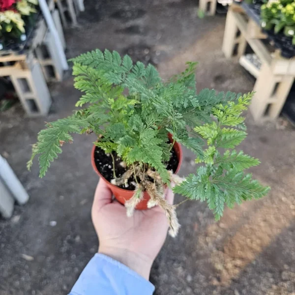 Rabbit's Foot Fern - Davallia Fejeensis - 4in Pot - Unique Houseplant