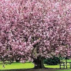 2 Pink Kwanzan Cherry Trees – Double Carnation Blooms, Spring Flowers