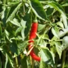 Red Chili Cayenne Plants Lot of 3 Super Hot Pepper Live Plants 75 Days Old Red