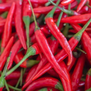 Red Chili Cayenne Plants Lot of 3 Super Hot Pepper Live Plants 75 Days Old Red