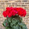 Red Cyclamen Plant 4 inch Pot - Red Persian Violet Plant