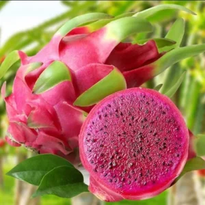 Red Dragon Fruit Tree Live Plant - 6-12 Inch Tall Dragon Fruit Cactus - Hylocereus Undatus Plant